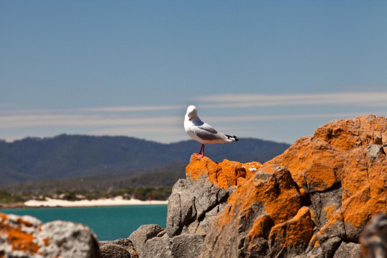 Вілла Pearl Hawley Beach Port Sorell Екстер'єр фото